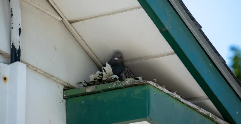 How to Prevent Bird-Related Pest Issues in Homes and Buildings