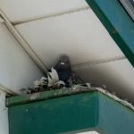 How to Prevent Bird-Related Pest Issues in Homes and Buildings