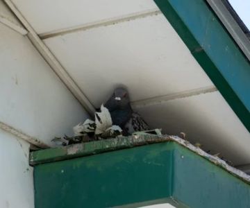 How to Prevent Bird-Related Pest Issues in Homes and Buildings