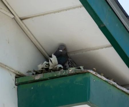 How to Prevent Bird-Related Pest Issues in Homes and Buildings