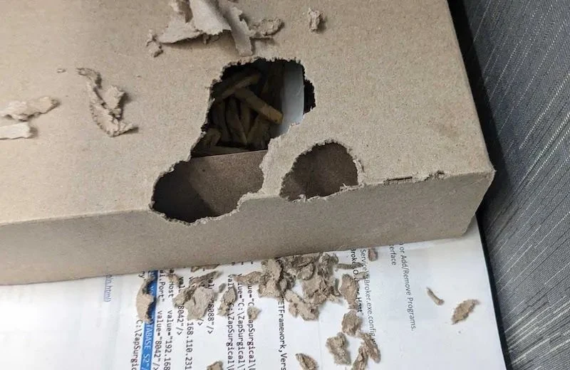 Why Pest Education Can Save You Money in the Long Run