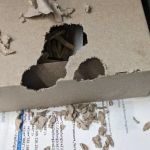 Why Pest Education Can Save You Money in the Long Run