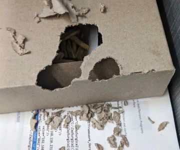 Why Pest Education Can Save You Money in the Long Run