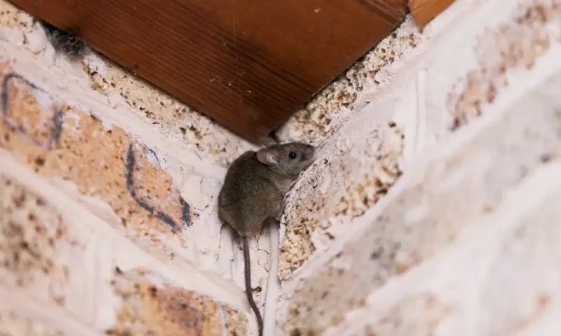 How to Deal with Rodents in Crawl Space Effectively and Safely