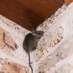 How to Deal with Rodents in Crawl Space Effectively and Safely