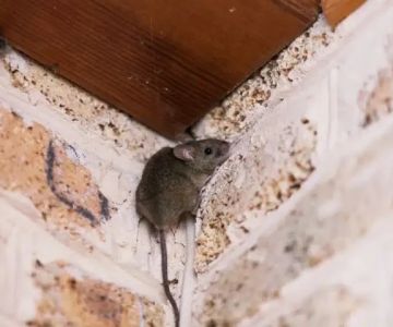 How to Deal with Rodents in Crawl Space Effectively and Safely