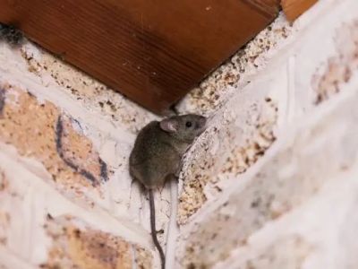 How to Deal with Rodents in Crawl Space Effectively and Safely