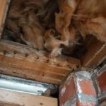 How to Deal With Pest Infestations in Wall Voids Effectively