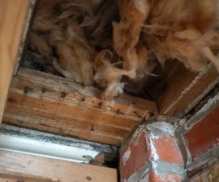 How to Deal With Pest Infestations in Wall Voids Effectively