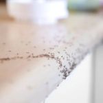 How to Use Barriers to Prevent Insect Entry and Protect Your Home