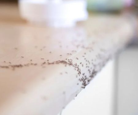 How to Use Barriers to Prevent Insect Entry and Protect Your Home