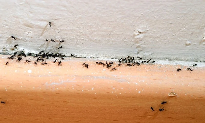 How to Deal With Pest Infestations in Condos Effectively