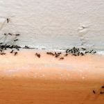 How to Deal With Pest Infestations in Condos Effectively