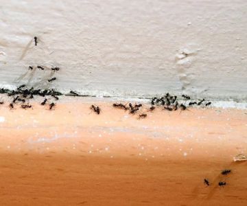 How to Deal With Pest Infestations in Condos Effectively