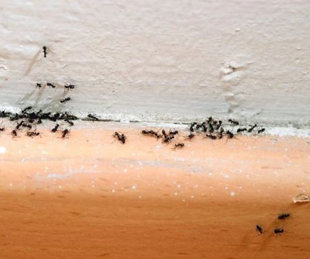 How to Deal With Pest Infestations in Condos Effectively
