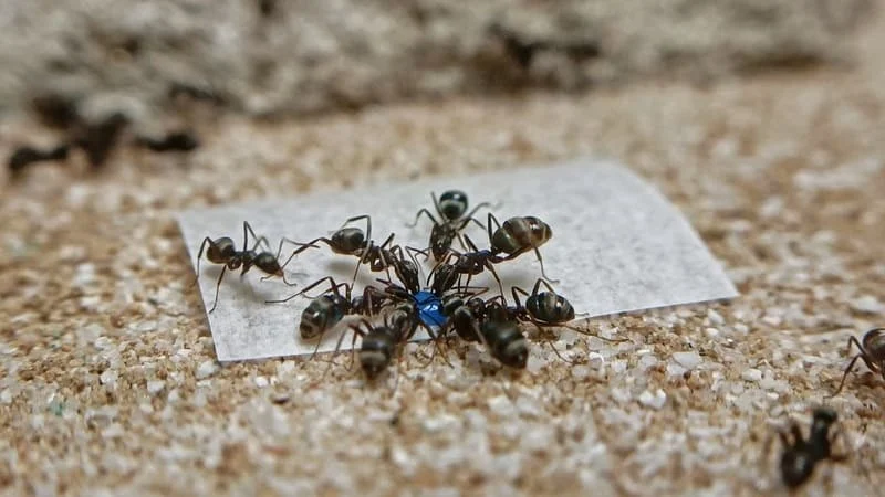 How to Choose Between Bait and Spray for Ants: Complete Guide