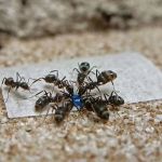 How to Choose Between Bait and Spray for Ants: Complete Guide