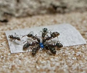 How to Choose Between Bait and Spray for Ants: Complete Guide