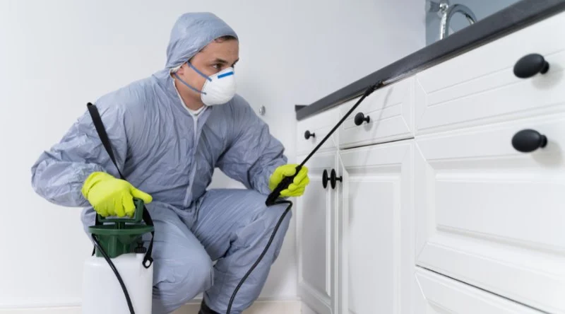 How to Control Pests Without Damaging Your Property Safely