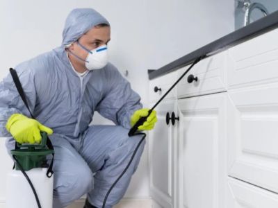 How to Control Pests Without Damaging Your Property Safely