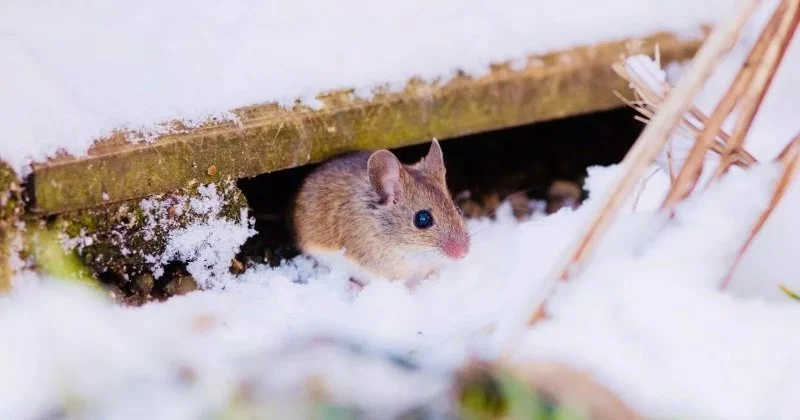 How Pest Control Differs in Cold Regions