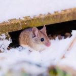 How Pest Control Differs in Cold Regions