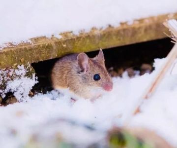 How Pest Control Differs in Cold Regions