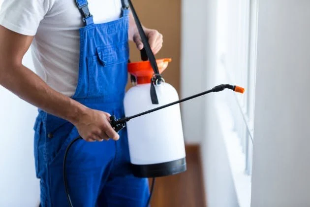 DIY vs Professional Pest Control: Which Saves More Money?