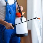 DIY vs Professional Pest Control: Which Saves More Money?