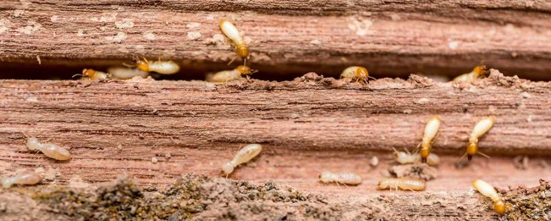 How to Control Termites in Hard-to-Reach Areas Effectively