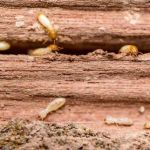 How to Control Termites in Hard-to-Reach Areas Effectively