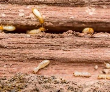 How to Control Termites in Hard-to-Reach Areas Effectively