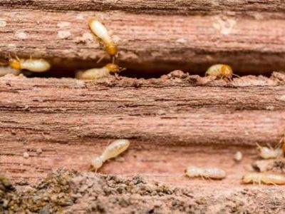 How to Control Termites in Hard-to-Reach Areas Effectively